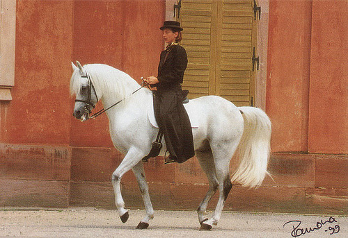 deserthorseperformancehorse:MONEERA SIPTAH