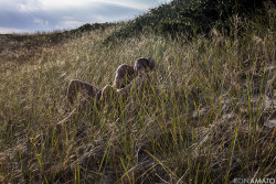 ronamato:Marcus and Evan, Provincetown, Aug. 2014