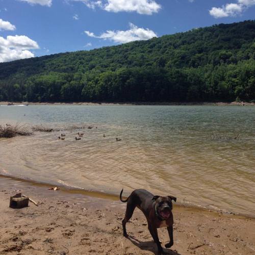 Swimming at Duncle&rsquo;s. #kinzua #alleghenynationalforest #dogsofinstagram #pawilds #home (at