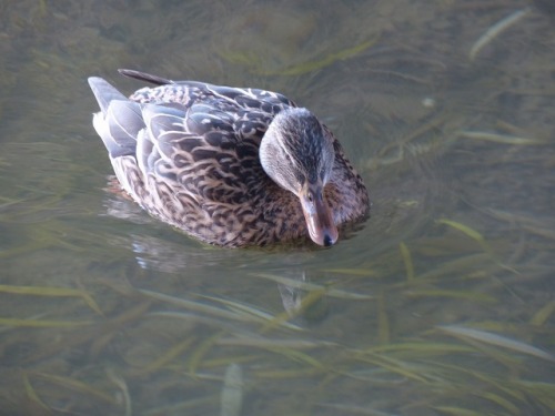 マガモ　Mallard duckTown Birds ～ 街の鳥 ArchiveTown Sparrow ～ 街のすずめ　Archive