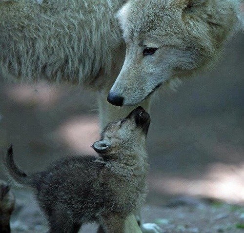 wolfpause:  passionforwolves:  Wolf Pups/Cubs  Precious. 