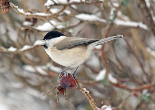 This is a Willow tit (talltita) or a Marsh tit (entita). We have them both here, and it’s often hard