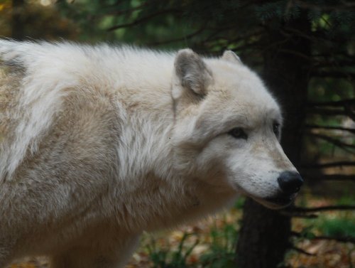 kittje:Photos I took of the gorgeous wolves at Turtle Back Zoo, West Orange, New Jersey