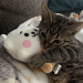 ccorvo:cats with ur best friends! 