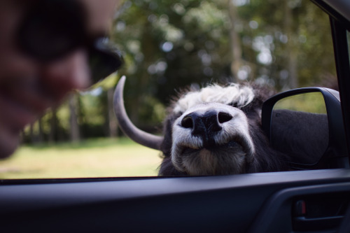 Feeding a Yak some bread at the Olympic Game Farm in Sequim, WA!