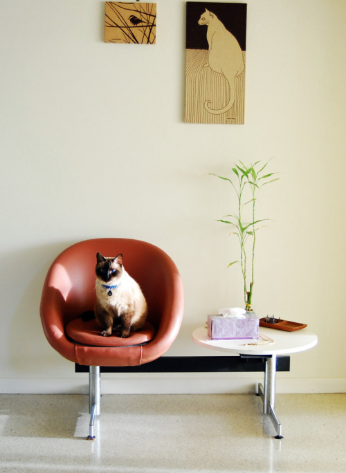 cat in vintage overman seating under vintage marushka prints(by tiffanycsteinke)