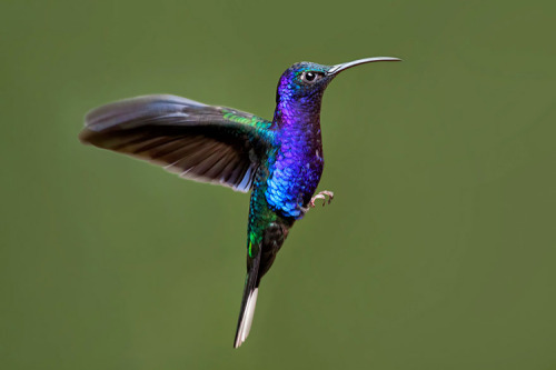 jedavu:  Hummingbirds Pack A Colorful Punch 