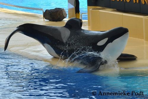 Gender: MalePod: N/APlace of Capture: Born at SeaWorld of FloridaDate of Capture: Born June 17, 1995