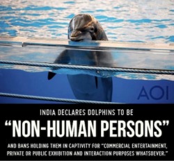 ideasphere:  Dolphins have been granted “non-human personhood” status by the government of India, making India the first nation in the world to recognize the unique intelligence and self-awareness of the cetacean order (a class of aquatic mammals).The