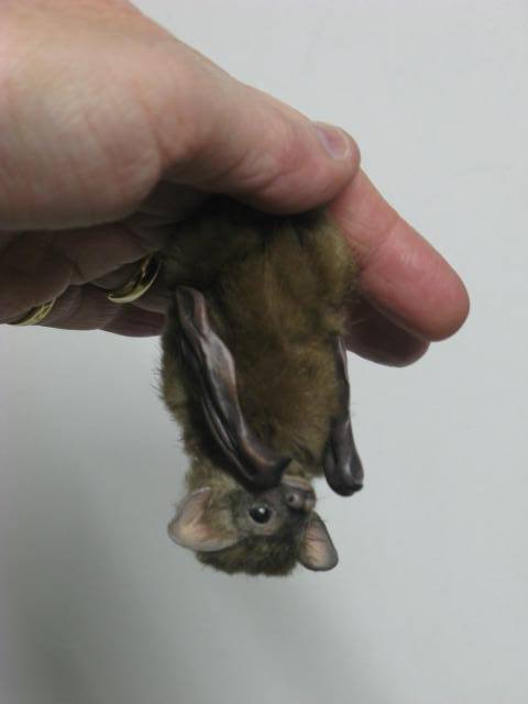 daily-batty-dose:Your Daily Batty Dose