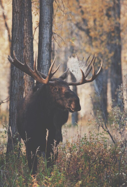 Why aren’t multiple moose called meese?