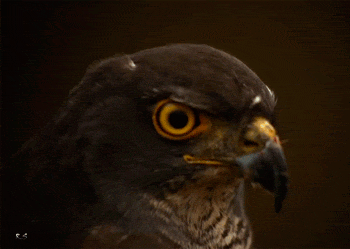 foryourmordor:  When a trusted friend takes the last piece of food that you wanted.