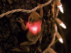 sixpenceee:This picture was taken by photographer James Synder. He says “This is a Cuban tree frog on a tree in my backyard in southern Florida. How and why he ate this light is a mystery. It should be noted that at the time I was taking this photo,