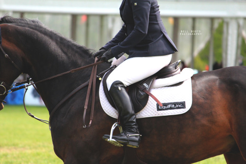 bellbootsphotography: Daaaaaples  OSF Spring Horse Show 2016