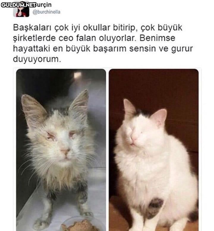 Başkalari çok iyi okullar...