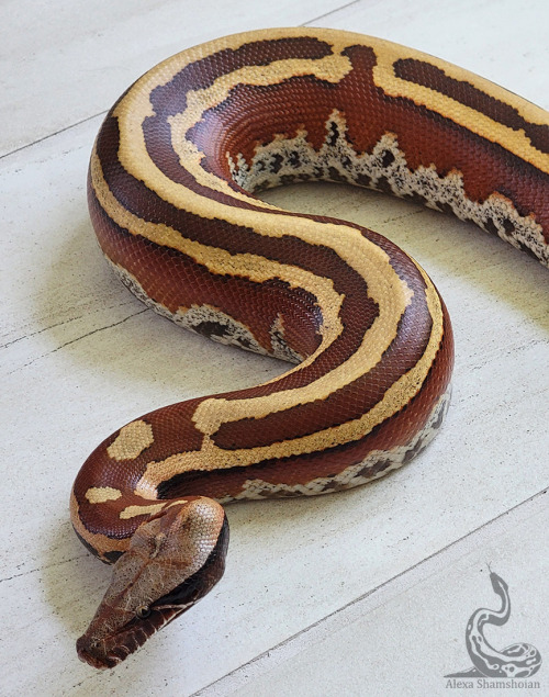 Trident is essentially everything I love in a blood python. Damn, he is such a snake. Beauty, health