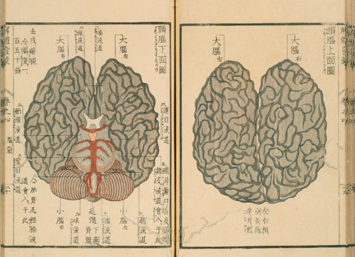 magictransistor:Mitsutane. Kaitai Hatsumou, Hand-Coloured Anatomical Woodcuts. 1813. Ci sono persino