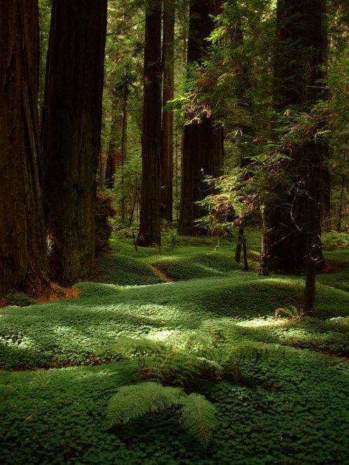 Tune in with Nature