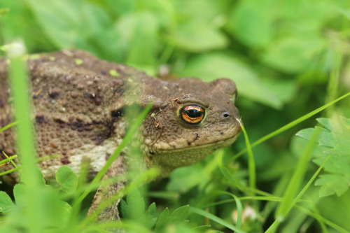 Common toad.