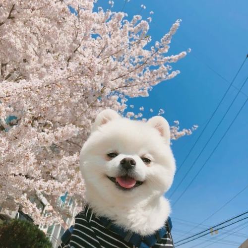 my-aesthetic-vibes: My dogs are ready for the Olympics in Japan