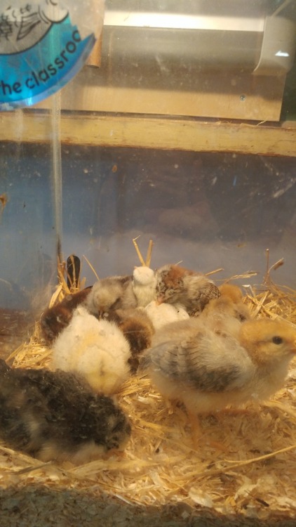 CHICKIES!Btw they’re actually going to a farm that needs new roosters so even the boys will have lon