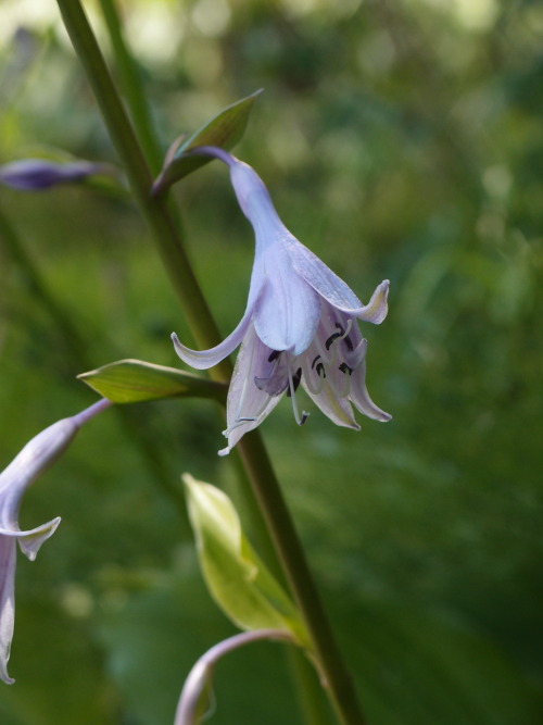 Hosta — plantain lilies