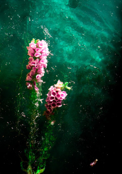 touchdisky:  FLORAE  Neil Craver 