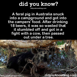 did-you-kno:  A feral pig in Australia snuck into a campground and got into the campers’ food. After drinking 18 beers, it was so wasted that it stumbled off and got in a fight with a cow, then passed out under a tree.  Source  Hahahahaha