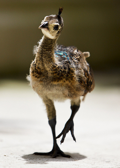 cute-overload:  Baby Peacock!http://cute-overload.tumblr.com 