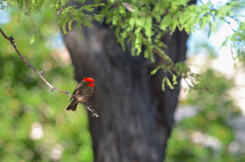 Vermilion flycatcher in Agua Caliente Park, Tucson (April 2019)