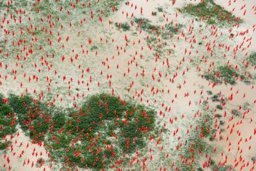 earthstory:A bird of beautyOne of South America’s iconic avians is the Scarlet ibis (Eudocimus ruber