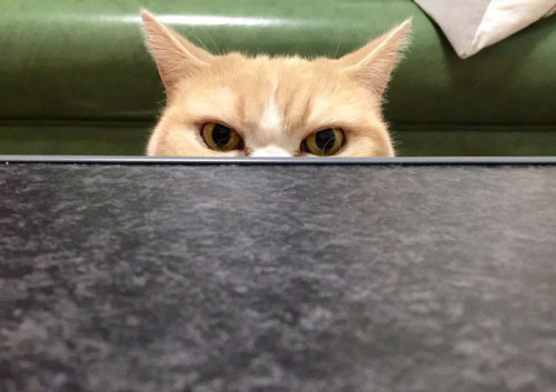 sinister cat is always ready to kill someone