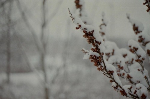 #35mmfilm #olympusom1 #istillshootfilm #ohio #winter #50mmprime #landscapephotography