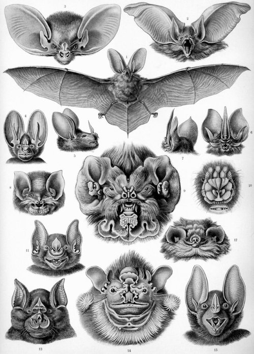 ilyasunshine:some sculpted bat faces based on this illustration by Ernst Haeckel (bottom)