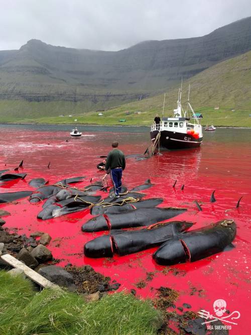 ‘TRADITIONAL TORTURE’ at Faroe Islands !“Grindadráp” (Lattice Killing