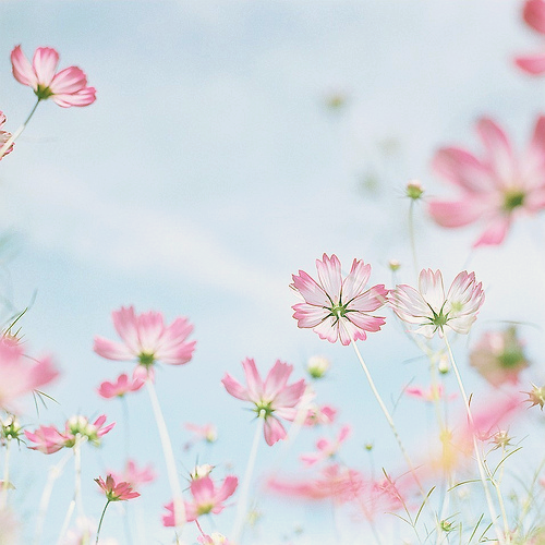 moonri: *cosmos (by fangshun15) 