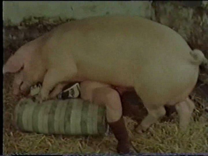 asheepy:  hmmm piggy on pig