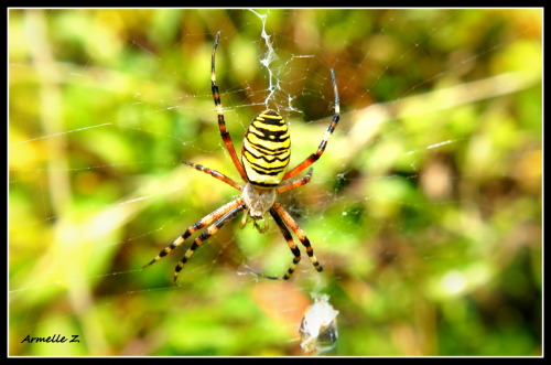 Argiope :)Été 2014