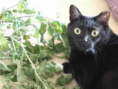 unflatteringcatselfies:My little moon-eyed cat Inky. She just had found the fresh catnip when I call