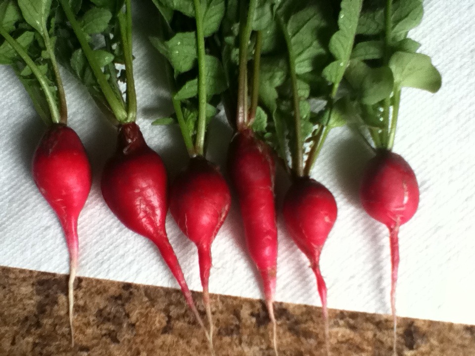 First harvest of the season! My beautiful babies, Cherry bell radishes.