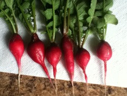 First Harvest Of The Season! My Beautiful Babies, Cherry Bell Radishes.