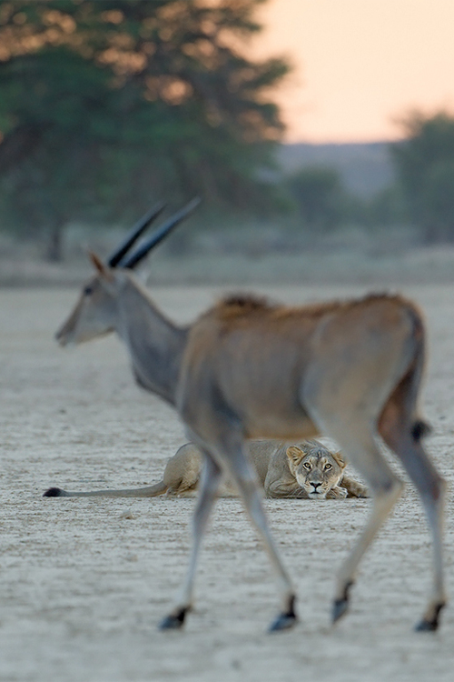  Eyes on the Prize By Morkel Erasmus [via/more] 