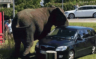 gifak-net:  video:   Elephant banging on a car and attacking tourists    