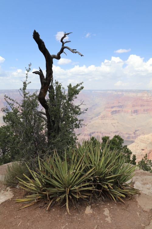 margaretinthewood:Grand Canyon National Park /Arizona