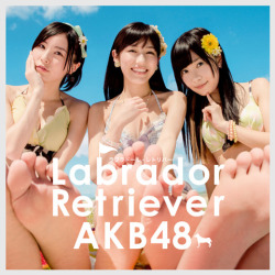 bokumono313:  じゅりまとめ：SKE48松井珠理奈関連まとめサイト : 【追記】AKB新曲「ラブラドール・レトリバー」のMV　珠理奈がじゅり犬に舐められてるっ　それからじゅりなが抱えている犬、ベドリントン・テリアっていう犬なんだってよ