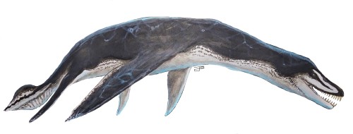 notsimroart: A rhomaleosaurian plesiosaur, painted for an upcoming video project.