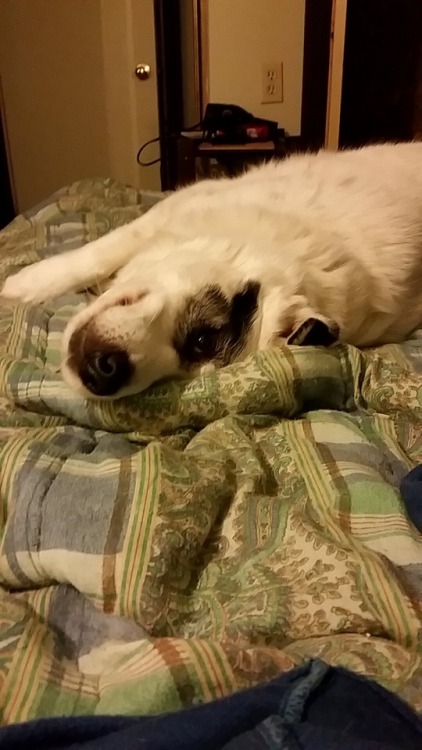 counterpurrs:  So derp