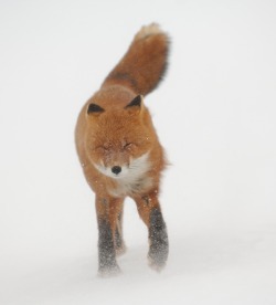 beautiful-wildlife:  Snow Blizzard by Igor