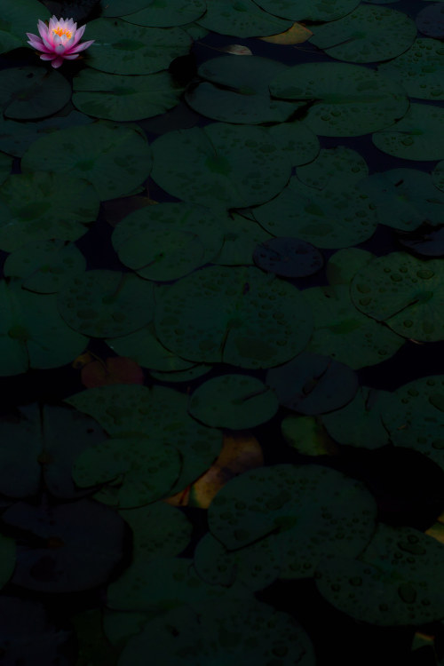 © | naoto shinozaki(Do not remove credits)