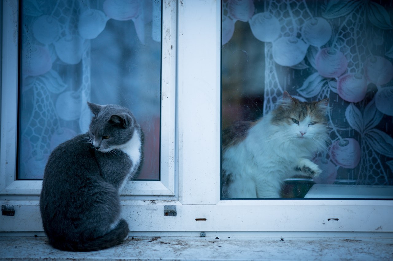 Corporation Cats